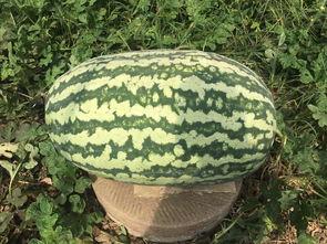 网红大瓜,一场娱乐圈的狂欢与风波