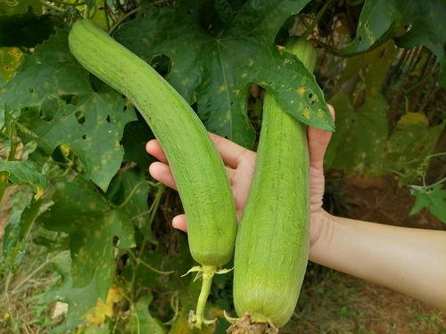 一网打尽全网瓜料