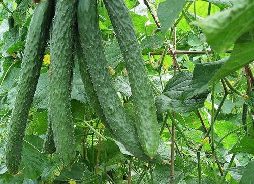 每日吃瓜天堂,揭秘娱乐圈幕后故事